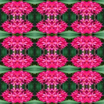 Frangipani flower seamless pattern background Stock Photos