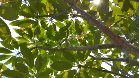 Frangipani flower, shot from below, with the sun shining through the trees. Stock Footage 247757867