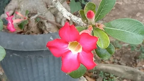 Frangipani flower view Stock Footage 244696716