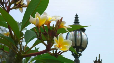 Frangipani flowers and lantern Stock Footage 698569