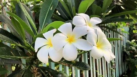 Frangipani flowers that bloom Stock Footage 222649118