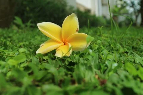 Frangipani flowers falling on green grass 스톡 사진