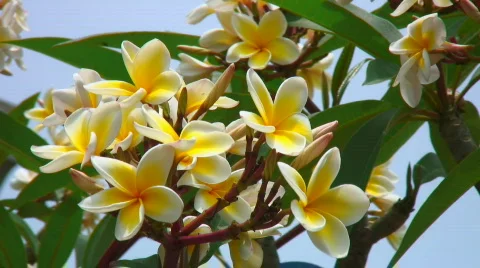 Frangipani flowers Stock Footage 696374
