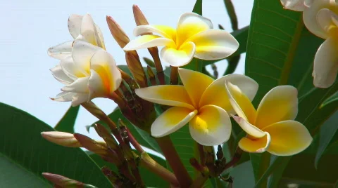 Frangipani flowers Stock Footage 696379