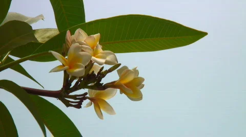 Frangipani flowers Stock Footage 696391