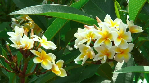 Frangipani flowers Stock Footage 698559