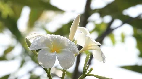 Frangipani flowers Video stock 10754699