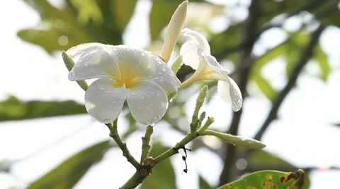 Frangipani flowers. Stock Footage 10765574