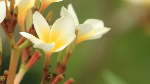 Frangipani flowers. Video stock 10837723