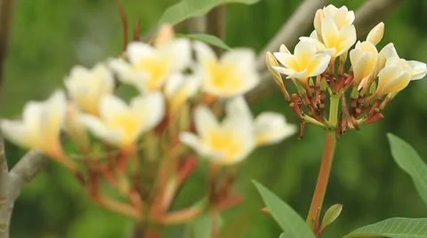 Frangipani flowers. Stock Footage 10837762