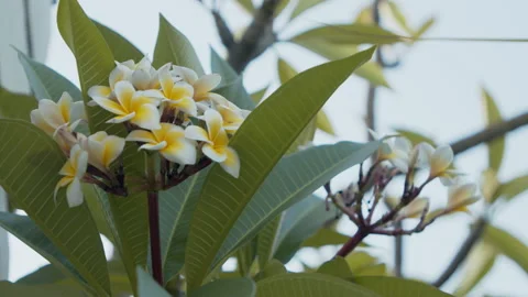 Frangipani flowers Stock Footage 139121936