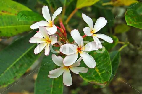 Frangipani flowers Stock Photos
