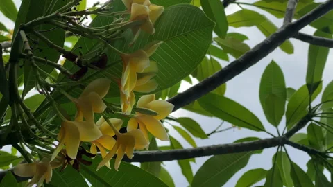 Frangipani flowers in the summer Stock-Footage 252503543
