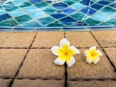 Frangipani flowers by the swimming pool.  Relax felling. Stock Photos