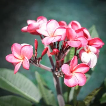 Frangipani flowers w Stock Photos