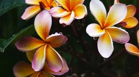 Frangipani Stock Footage 10790212