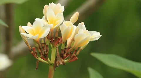 Frangipani. Stock Footage 10870342