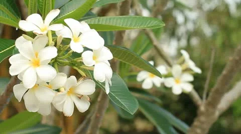 Frangipani. 库存影片 10870400