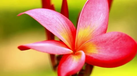 Frangipani Video stock 22238394