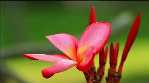 Frangipani Stock Footage 22238638