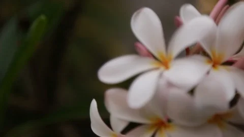 Frangipani Stock Footage 105221031