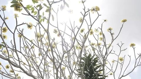 Frangipani Stock Footage 113190169