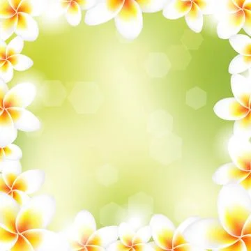 Frangipani frame Stock Illustration