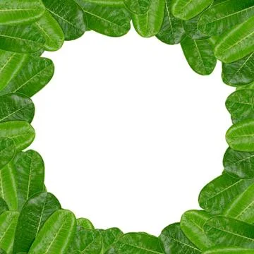 Frangipani frame leaf isolated on white background Stock Photos