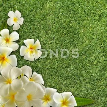 Frangipani on green grass Stock Illustration
