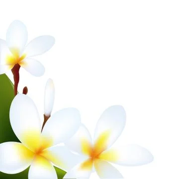 Frangipani Stock Illustration