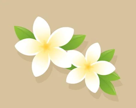 Frangipani Stock Illustration