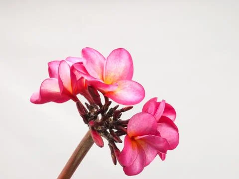 Frangipani isolated on white background Stock Photos