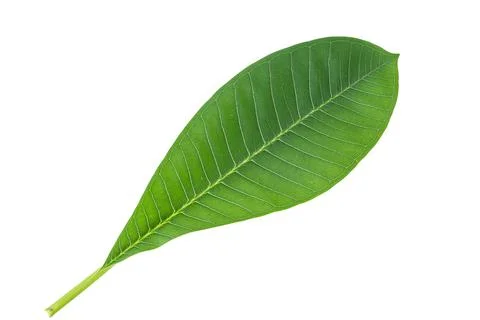 Frangipani leaf isolated on white Stock Photos