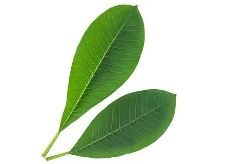 Frangipani leaf isolated on white Stock Photos