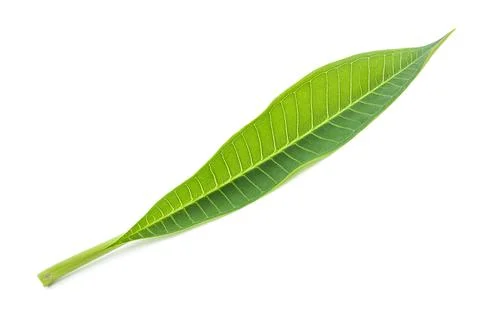 Frangipani leaf Stock-Fotos