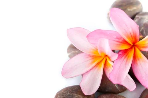Frangipani Stock Photos