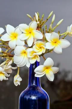 Frangipani Stock Photos