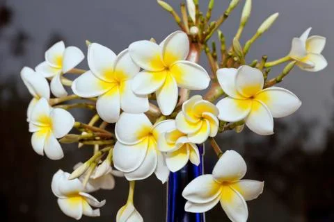 Frangipani Foto stock