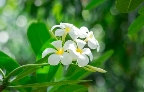 Frangipani Stock Photos