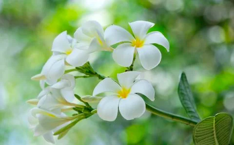 Frangipani Stock Photos