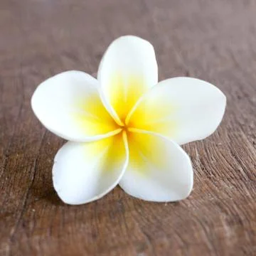 Frangipani Stock Photos