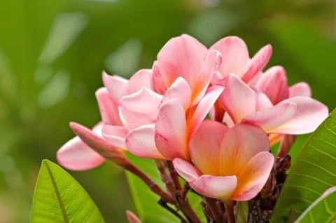 Frangipani Stock Photos