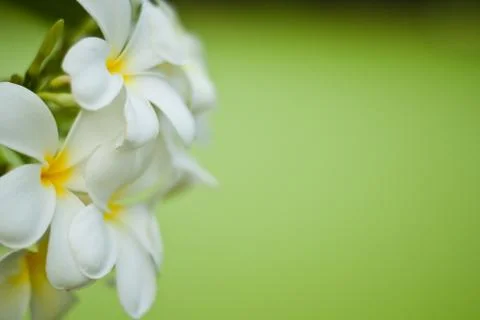 Frangipani Stock Photos