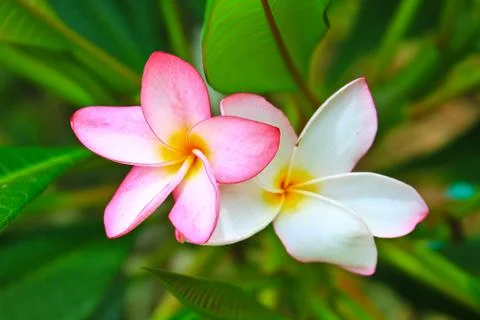 Frangipani Stock Photos