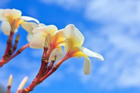 Frangipani Stock Photos