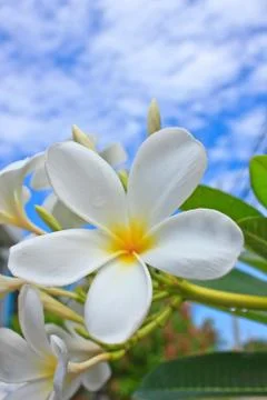 Frangipani Stock Photos