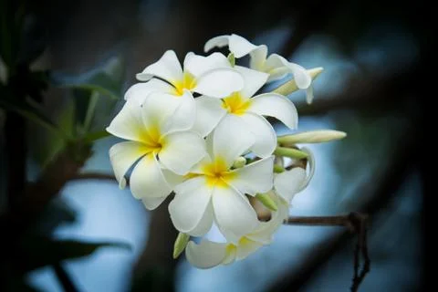 Frangipani. Stock Photos