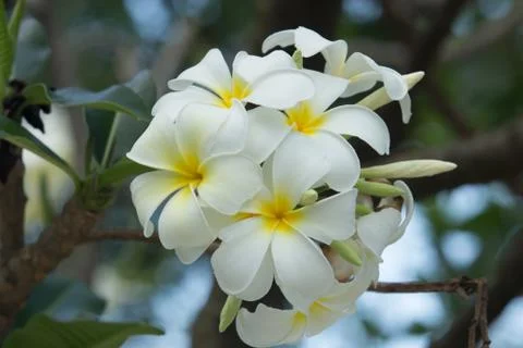 Frangipani. Stock Photos