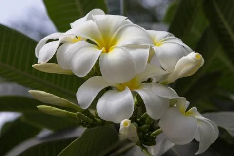 Frangipani. Stock Photos