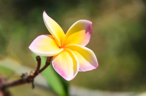Frangipani Stock Photos